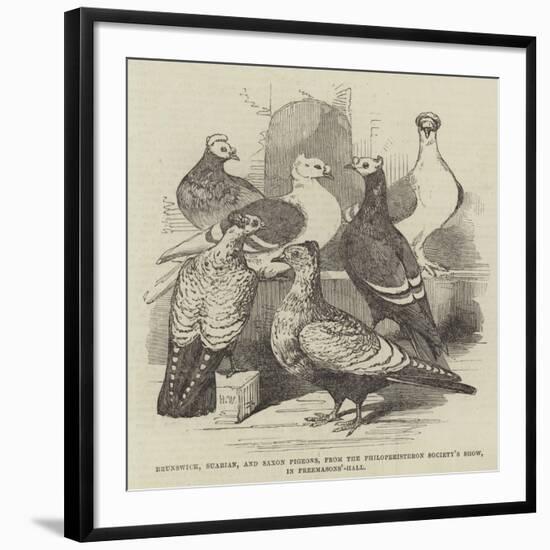 Brunswick, Suabian, and Saxon Pigeons, from the Philoperisteron Society's Show, in Freemasons'-Hall-Harrison William Weir-Framed Giclee Print