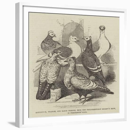 Brunswick, Suabian, and Saxon Pigeons, from the Philoperisteron Society's Show, in Freemasons'-Hall-Harrison William Weir-Framed Giclee Print