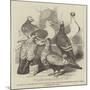 Brunswick, Suabian, and Saxon Pigeons, from the Philoperisteron Society's Show, in Freemasons'-Hall-Harrison William Weir-Mounted Giclee Print