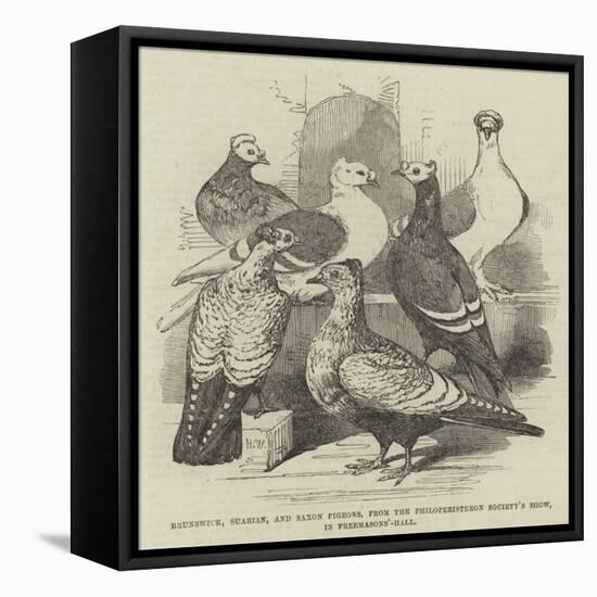 Brunswick, Suabian, and Saxon Pigeons, from the Philoperisteron Society's Show, in Freemasons'-Hall-Harrison William Weir-Framed Stretched Canvas