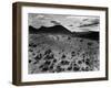 Brush and Mountains, Desert Landscape, c.1960-Brett Weston-Framed Premium Photographic Print