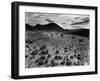 Brush and Mountains, Desert Landscape, c.1960-Brett Weston-Framed Premium Photographic Print
