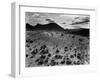 Brush and Mountains, Desert Landscape, c.1960-Brett Weston-Framed Premium Photographic Print