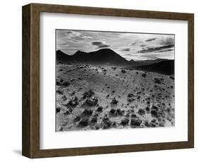 Brush and Mountains, Desert Landscape, c.1960-Brett Weston-Framed Photographic Print