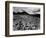 Brush and Mountains, Desert Landscape, c.1960-Brett Weston-Framed Photographic Print