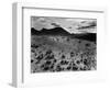 Brush and Mountains, Desert Landscape, c.1960-Brett Weston-Framed Photographic Print