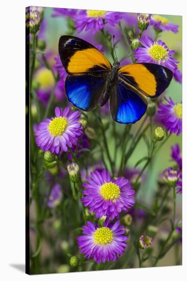 Brush-Footed Butterfly, Callithea Davisi on Orchard-Darrell Gulin-Stretched Canvas