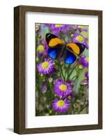 Brush-Footed Butterfly, Callithea Davisi on Orchard-Darrell Gulin-Framed Photographic Print