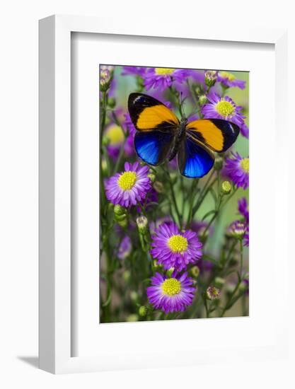 Brush-Footed Butterfly, Callithea Davisi on Orchard-Darrell Gulin-Framed Photographic Print