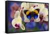 Brush-Footed Butterfly, Callithea Davisi on Orchid-Darrell Gulin-Framed Stretched Canvas