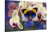 Brush-Footed Butterfly, Callithea Davisi on Orchid-Darrell Gulin-Stretched Canvas