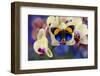 Brush-Footed Butterfly, Callithea Davisi on Orchid-Darrell Gulin-Framed Premium Photographic Print
