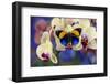 Brush-Footed Butterfly, Callithea Davisi on Orchid-Darrell Gulin-Framed Premium Photographic Print