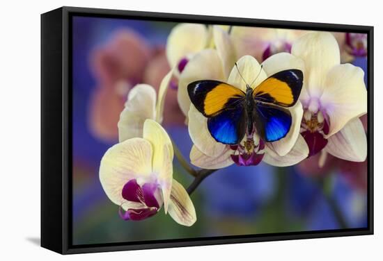 Brush-Footed Butterfly, Callithea Davisi on Orchid-Darrell Gulin-Framed Stretched Canvas