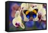 Brush-Footed Butterfly, Callithea Davisi on Orchid-Darrell Gulin-Framed Stretched Canvas