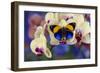 Brush-Footed Butterfly, Callithea Davisi on Orchid-Darrell Gulin-Framed Photographic Print