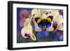 Brush-Footed Butterfly, Callithea Davisi on Orchid-Darrell Gulin-Framed Photographic Print