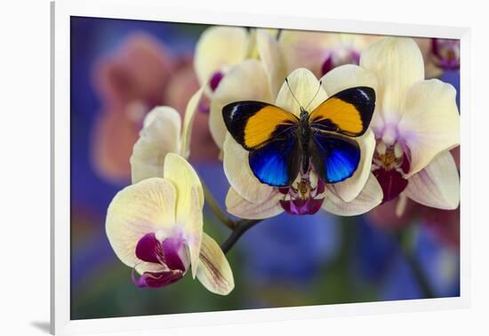 Brush-Footed Butterfly, Callithea Davisi on Orchid-Darrell Gulin-Framed Photographic Print