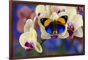 Brush-Footed Butterfly, Callithea Davisi on Orchid-Darrell Gulin-Framed Photographic Print