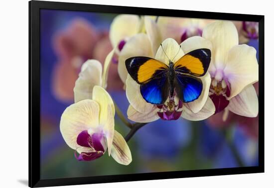 Brush-Footed Butterfly, Callithea Davisi on Orchid-Darrell Gulin-Framed Photographic Print