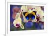 Brush-Footed Butterfly, Callithea Davisi on Orchid-Darrell Gulin-Framed Photographic Print