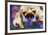 Brush-Footed Butterfly, Callithea Davisi on Orchid-Darrell Gulin-Framed Photographic Print