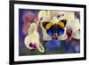 Brush-Footed Butterfly, Callithea Davisi on Orchid-Darrell Gulin-Framed Photographic Print