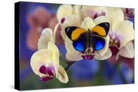 Brush-Footed Butterfly, Callithea Davisi on Orchid-Darrell Gulin-Stretched Canvas