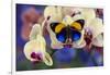 Brush-Footed Butterfly, Callithea Davisi on Orchid-Darrell Gulin-Framed Premium Photographic Print