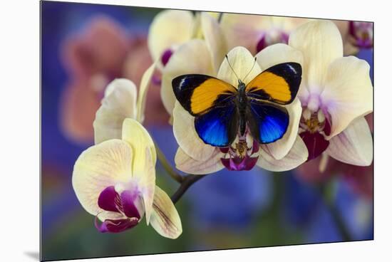Brush-Footed Butterfly, Callithea Davisi on Orchid-Darrell Gulin-Mounted Premium Photographic Print