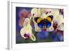 Brush-Footed Butterfly, Callithea Davisi on Orchid-Darrell Gulin-Framed Photographic Print