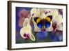 Brush-Footed Butterfly, Callithea Davisi on Orchid-Darrell Gulin-Framed Photographic Print