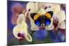 Brush-Footed Butterfly, Callithea Davisi on Orchid-Darrell Gulin-Mounted Photographic Print