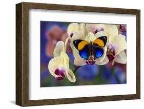 Brush-Footed Butterfly, Callithea Davisi on Orchid-Darrell Gulin-Framed Photographic Print