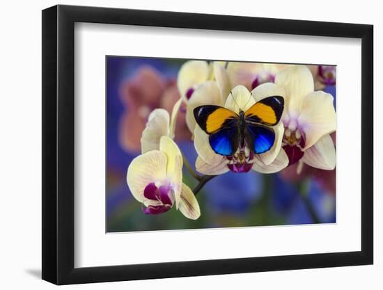 Brush-Footed Butterfly, Callithea Davisi on Orchid-Darrell Gulin-Framed Photographic Print