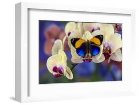Brush-Footed Butterfly, Callithea Davisi on Orchid-Darrell Gulin-Framed Photographic Print