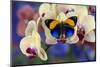 Brush-Footed Butterfly, Callithea Davisi on Orchid-Darrell Gulin-Mounted Photographic Print