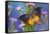 Brush-footed butterfly, Charaxes mars on Asters-Darrell Gulin-Framed Stretched Canvas