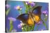Brush-footed butterfly, Charaxes mars on Asters-Darrell Gulin-Stretched Canvas