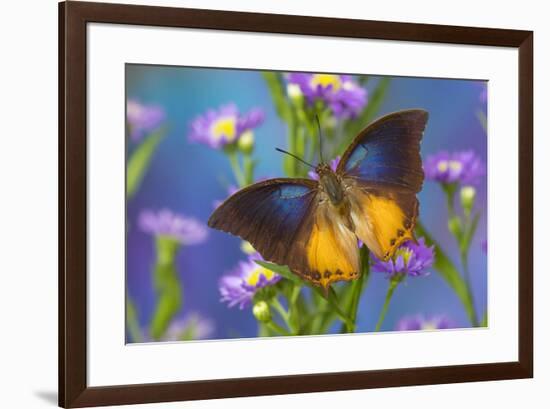 Brush-footed butterfly, Charaxes mars on Asters-Darrell Gulin-Framed Photographic Print