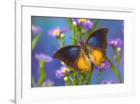 Brush-footed butterfly, Charaxes mars on Asters-Darrell Gulin-Framed Photographic Print