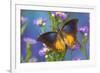 Brush-footed butterfly, Charaxes mars on Asters-Darrell Gulin-Framed Photographic Print