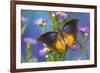 Brush-footed butterfly, Charaxes mars on Asters-Darrell Gulin-Framed Photographic Print