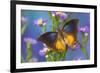 Brush-footed butterfly, Charaxes mars on Asters-Darrell Gulin-Framed Photographic Print