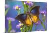 Brush-footed butterfly, Charaxes mars on Asters-Darrell Gulin-Mounted Photographic Print