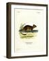 Brush-Tailed Rat-null-Framed Giclee Print