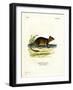 Brush-Tailed Rat-null-Framed Giclee Print