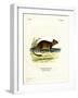 Brush-Tailed Rat-null-Framed Giclee Print