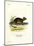 Brush-Tailed Rat-null-Mounted Giclee Print