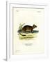 Brush-Tailed Rat-null-Framed Giclee Print